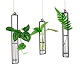 Ivolador 3 Pack Different Length Test Tube Hanging Glass Planter Bud Flower Vase Terrarium Container for Home Decoration Green Plants Wedding
