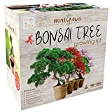 Bonsai Tree Indoor Starter Kit 4 Bonsai Tree Seed Types - DIY Unique Gardening Plant Crafts Hobbies Gifts for Adults Men and Women